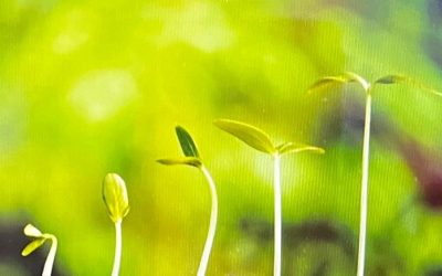 Hipnosis Ericksoniana para la Autoestima
